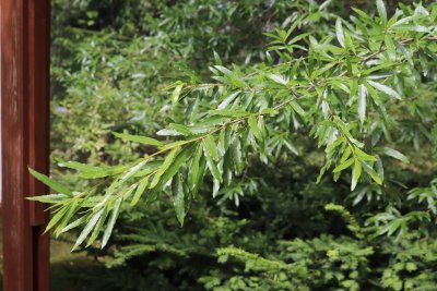 Quercus phellos - dub vrbolistý - olistění